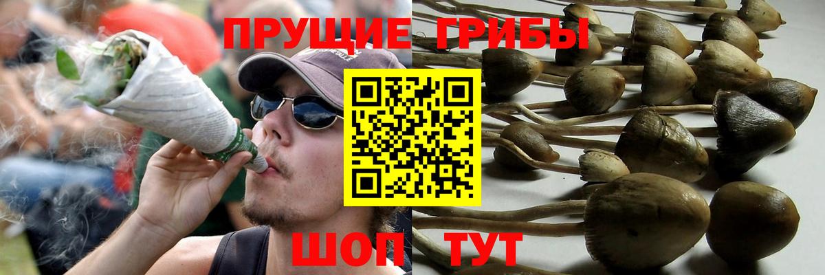 Псилоцибиновые грибы Cubensis Калуга